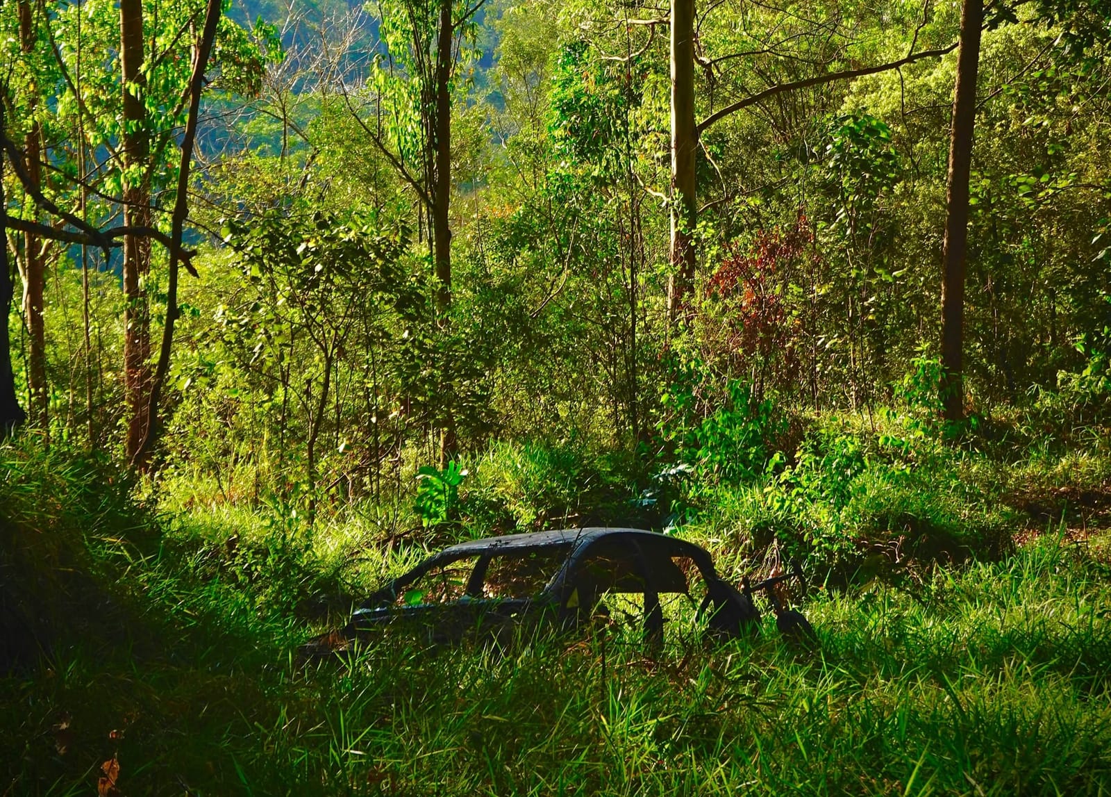 Carcasse d'une voiture dans une forêt